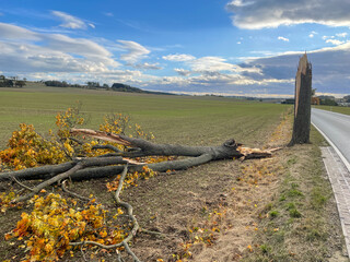 cracked tree after a storm thunderstorm