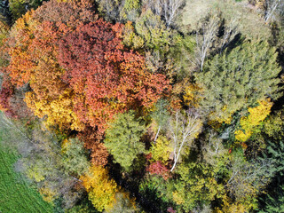 Colorful autumn trees from above