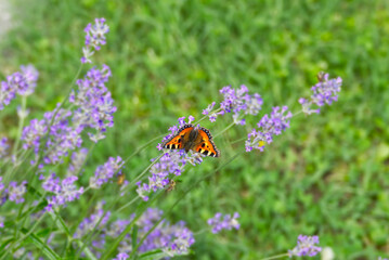 Small tortoiseshell butterfly (Aglais urticae) perched on lavender plant in Zurich, Switzerland