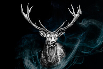 Portrait of a male stag with antlers in black and white on black background