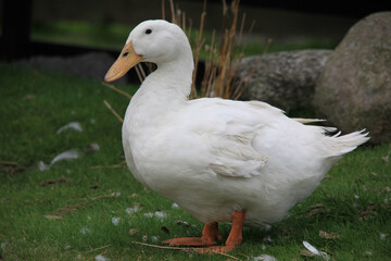 Goose on the grass