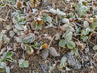 ants on the ground