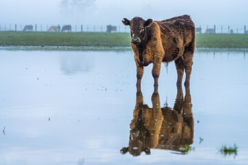 Angus and murray greey cows running through water in a paddock and field, in Australia