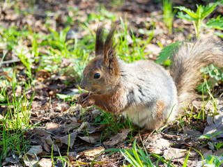 Naklejka na ściany i meble Close-up of a squirrel a squirrel sitting in a park on fallen leaves and fresh green grass. Animals in the city