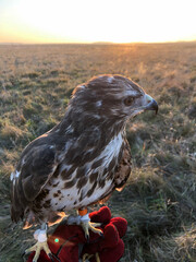 bird of prey (buzzard) is sitting on the hand