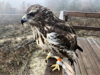 bird of prey (buzzard) is sitting on the handrail