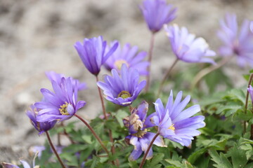 purple crocus flowers