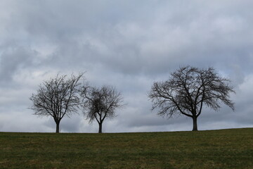 Obraz premium Baum Panorama