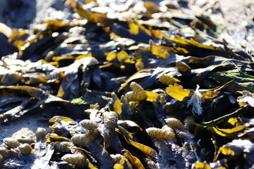 yellow leaves on the water kelp