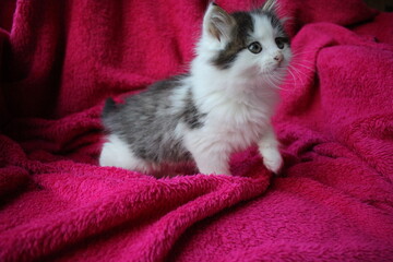 katzenmodel