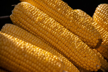 Process of cooking natural yellow corn cobs in saucepan at summer outdoor food market - close up view. Professional cooking, catering, cookery, gastronomy and street food concept