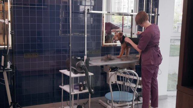 Dog grooming salon. Woman combing purebred curly brown dog Airedale in grooming salon. Pet care. High quality 4k footage