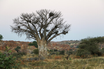 Fototapeta na wymiar baobab tree in the winter landscape of mapungubwe early evening
