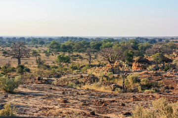  mapungubwe landscape with baobab trees