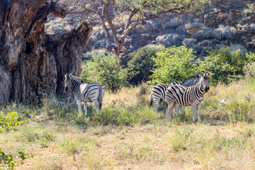 zebra next to baobab stump