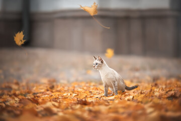 A cat walks among orange autumn leaves