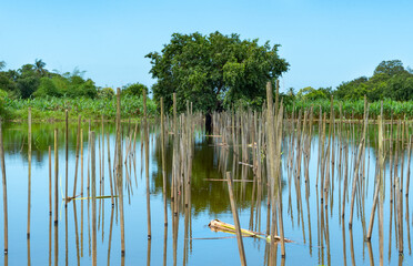 Pole markers in the water leading to a single tree and its reflection in an agricultural field on...