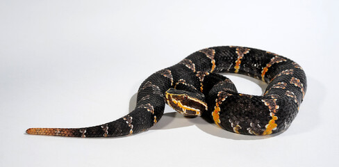Taylors Mokassinotter // Taylor's cantil (Agkistrodon bilineatus taylori, Agkistrodon taylori)