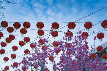 Decorative lights in the garden combined with pink flowers in bloom at the chinese new year festival