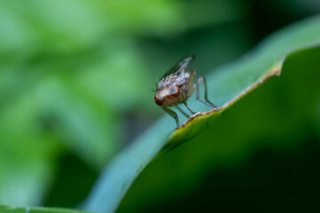 Staggered fly with funny expression and big eyes
