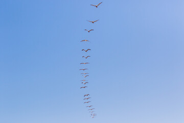 Gaviota