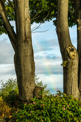 Fototapeta premium Trees And Rainbow