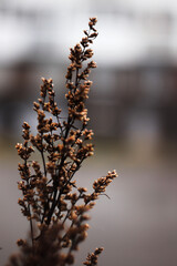 branches of a tree