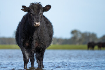 Angus and murray greey cows running through water in a paddock and field, in Australia