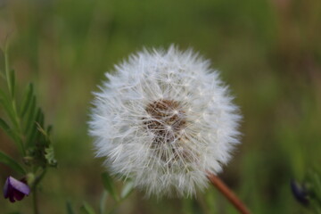 Pusteblume