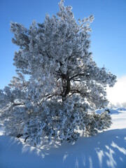 Frozen Tree