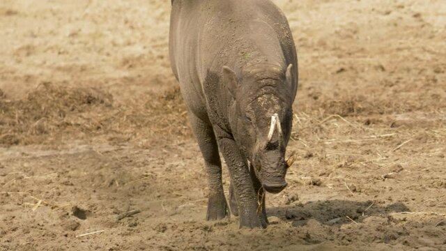 Slow-motion tracking shot of a north sulawesi babirusa walking straight towards the camera.