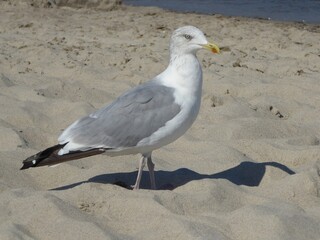Watchful gull foraging on the beach