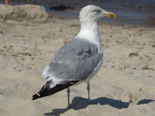 Watchful gull foraging on the beach