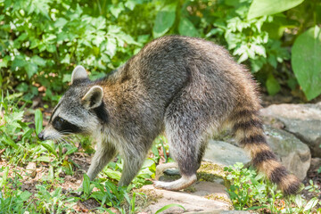 Raccoon out in daytime