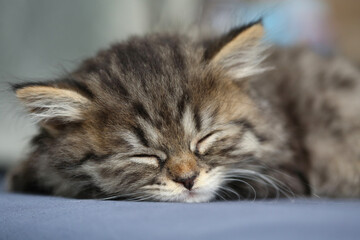 Naklejka premium Cute little grey striped kitten sleeps on gray background.