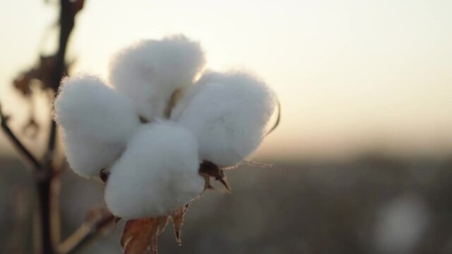 A branch of ripe cotton on a cotton field
