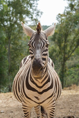 Fototapeta premium captive zebras posing against background
