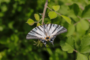 Plum Swallowtail butterfly on plant - Iphiclides podalirius