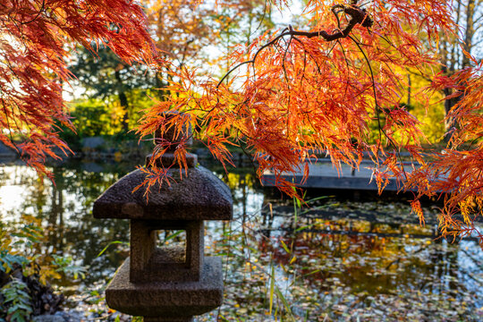 Herbst in M&uuml;nchen im Westpark in Sendling: Japanische B&auml;ume im Gegenlicht, sonnendurchflutetes Farbenspiel