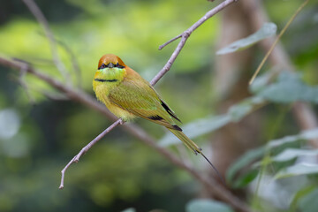 Green bee eater is so cute bird