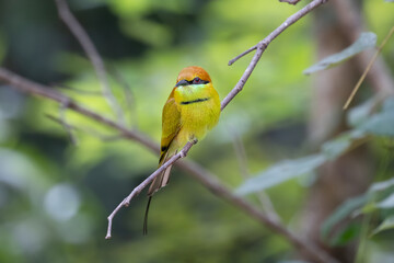 Green bee eater is so cute bird