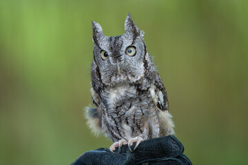 eastern screech owl gets a close up on a sunny day