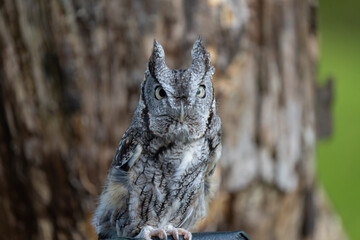 eastern screech owl gets a close up on a sunny day