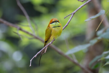 Green bee eater is so cute bird