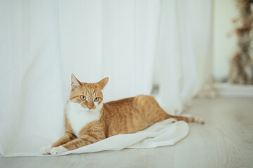 Rudy kot domowy leżący na zasłonce - obrazy, fototapety, plakaty