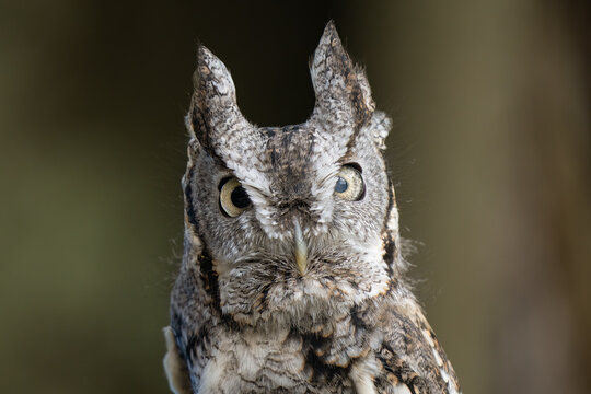 eastern screech owl gets a close up on a sunny day