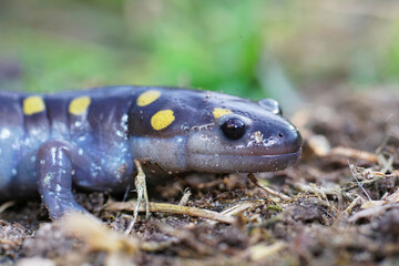 Closeup of an adult of a male spotted salamander , Ambystoma maculatum