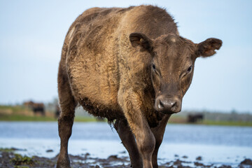 Angus and murray greey cows running through water in a paddock and field, in Australia