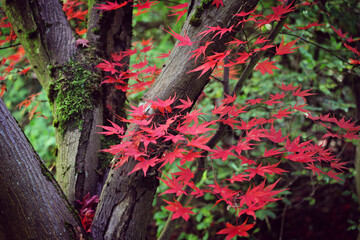 Colourful autumn leaves of the Japanese maple.