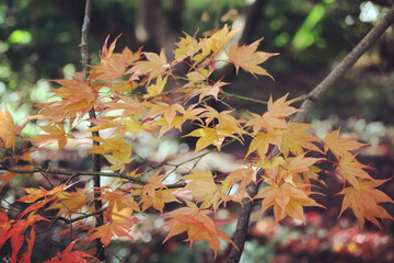Colourful autumn leaves of the Japanese maple.